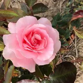 You're Beautiful Floribunda Rose (Rosa You're Beautiful) 2